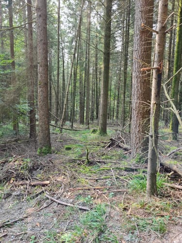 Dettingen: Kleinostheimer Waldrundweg