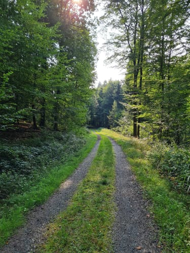 Dettingen: Kleinostheimer Waldrundweg