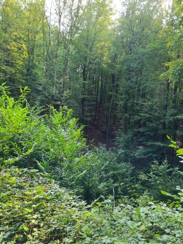 Dettingen: Kleinostheimer Waldrundweg