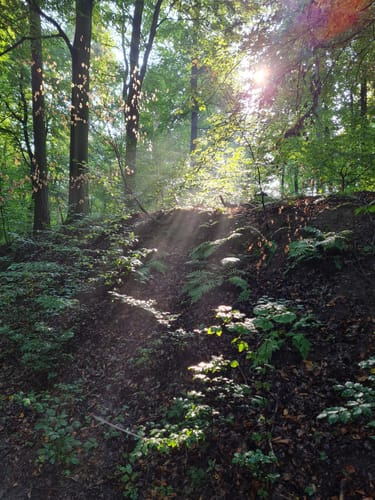Dettingen: Kleinostheimer Waldrundweg