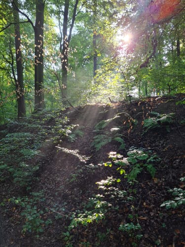 Dettingen: Kleinostheimer Waldrundweg