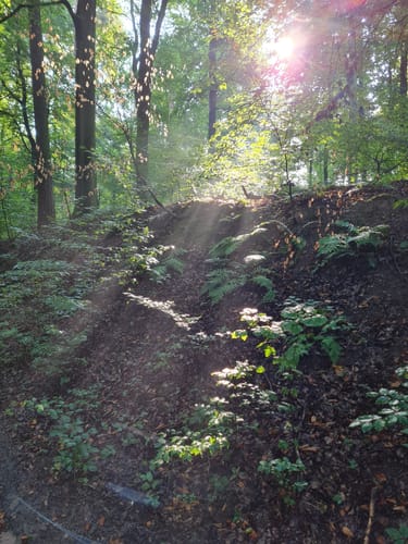 Dettingen: Kleinostheimer Waldrundweg
