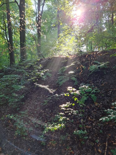 Dettingen: Kleinostheimer Waldrundweg