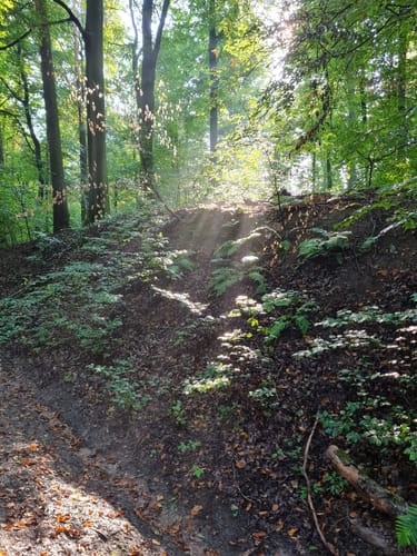 Dettingen: Kleinostheimer Waldrundweg
