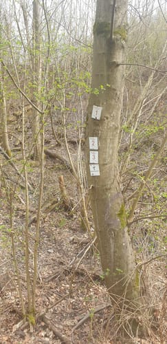 Rehbruchweiher ab Geislautern