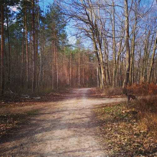 Wanderung Heidesee-Bennstedt