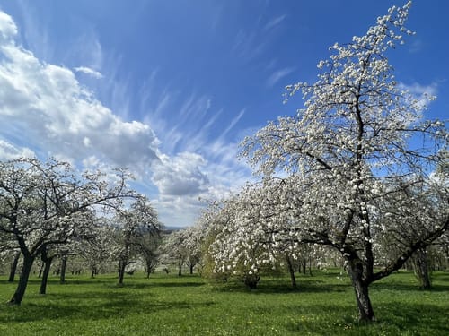 Rund ums Walberla