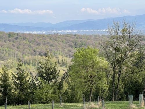Wald rund um Liliental