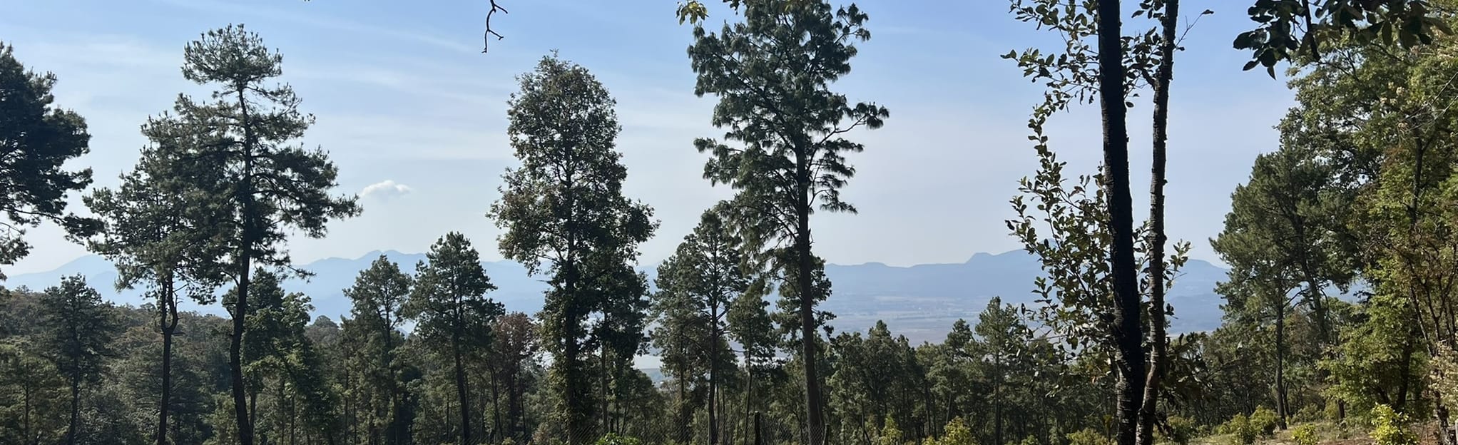 Cerro de las Varas, Michoacán, Mexico Map, Guide AllTrails