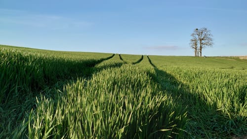 Paradiesweg Polch (Premiumspazierwanderweg)