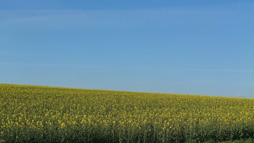 Paradiesweg Polch (Premiumspazierwanderweg)