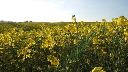 Paradiesweg Polch (Premiumspazierwanderweg)