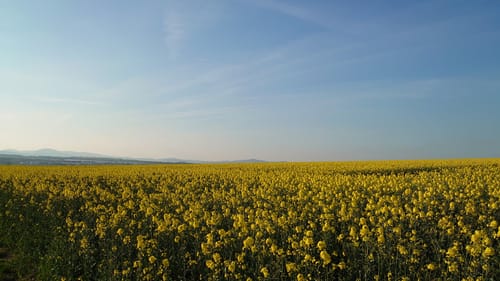 Paradiesweg Polch (Premiumspazierwanderweg)