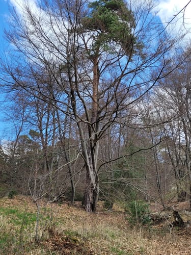 Münsterwald und Schlangenberg ab Stolberg