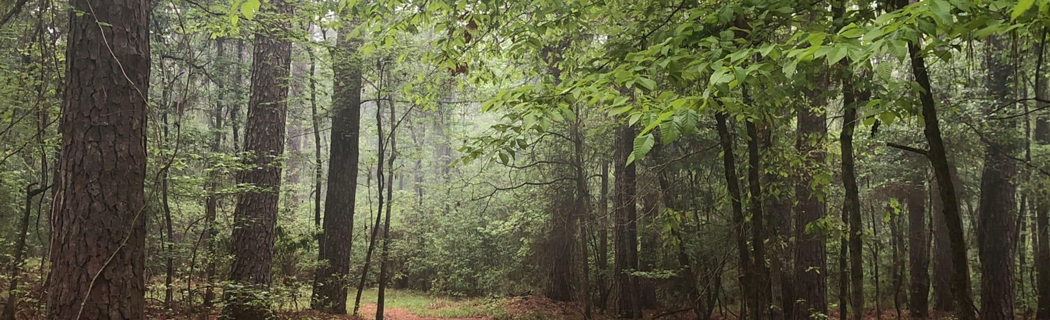 Lake D'Arbonne Woodland and Cypress Bend Trail, Louisiana 22 Reviews