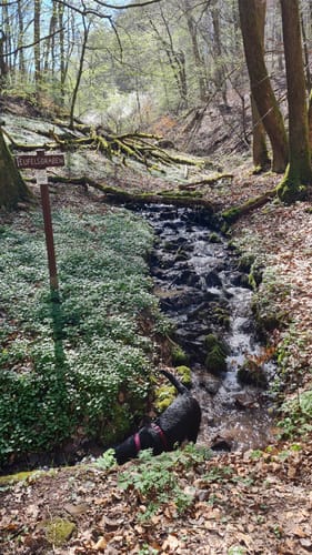 Hangarder Brunnenpfad (Premiumwanderweg)