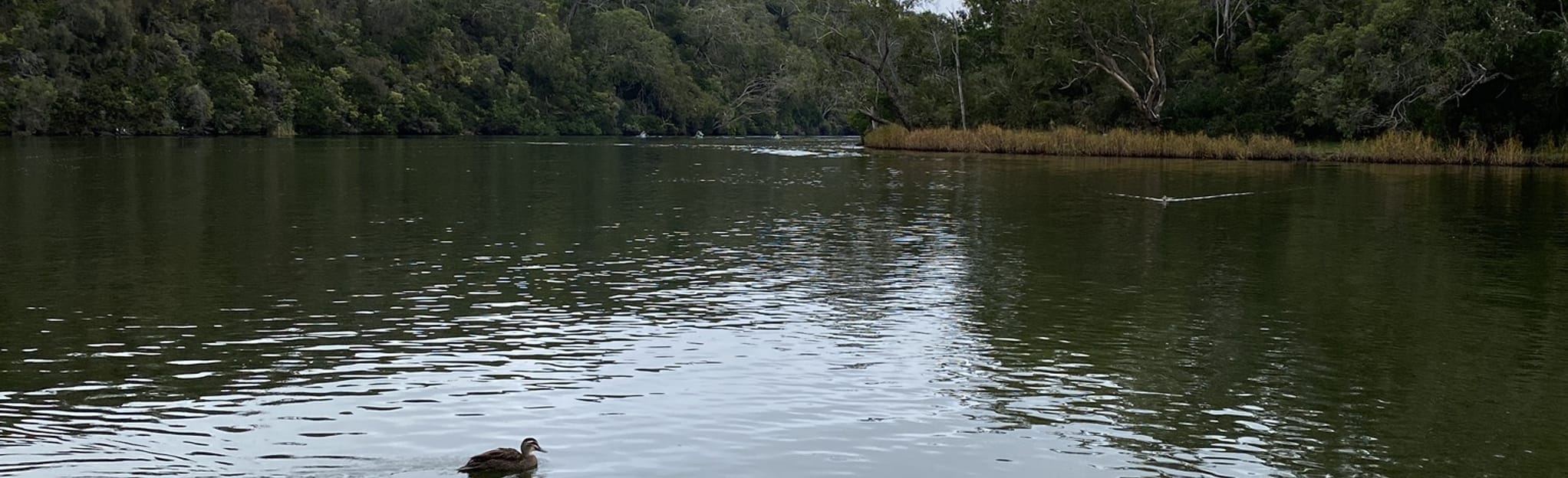 Glenelg River Paddle: Forest Camp via Sapling Creek: 3 Reviews, Map ...