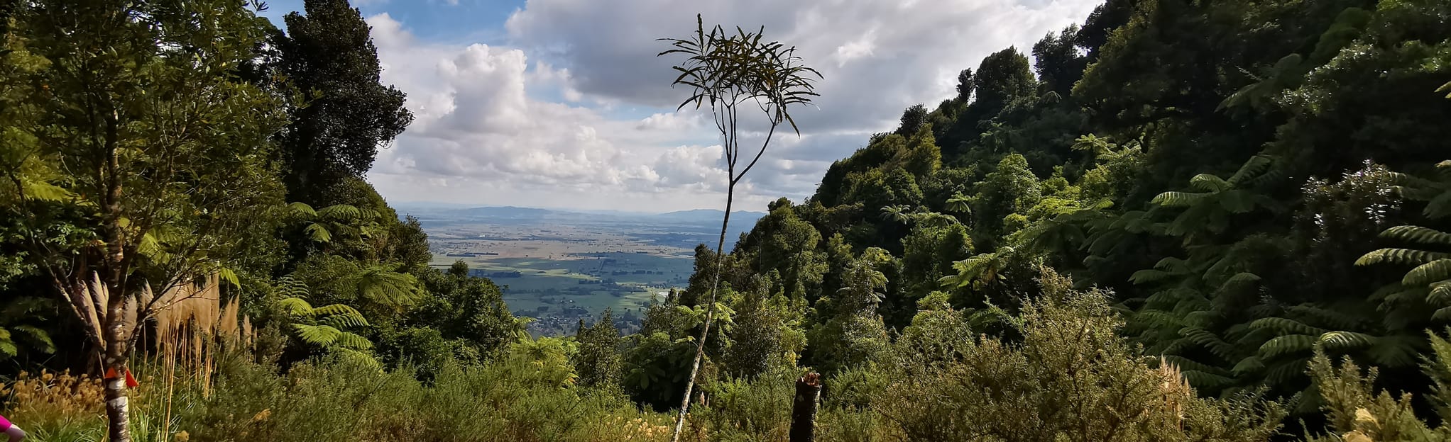 Tui Mine Te Aroha Track 51 fotos Waikato, Nova Zelândia AllTrails