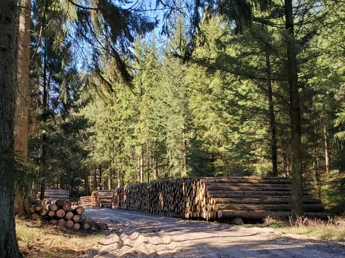 10 Best Hikes and Trails in Naturschutzgebiet Buchenwälder im