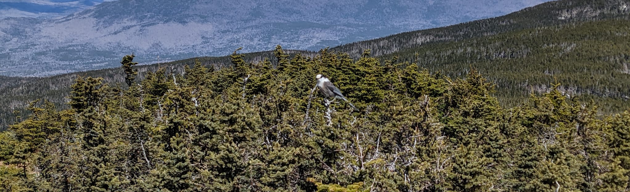 Mount Jackson Trail 1572 Reviews, Map New Hampshire AllTrails