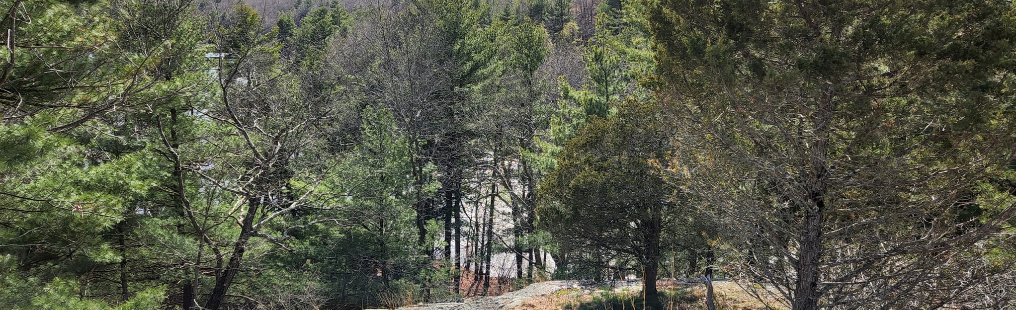 AllTrails Fox Run Trail 214 Reviews, Map Massachusetts