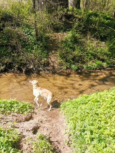 Oberwaldweg (Kurhardt)