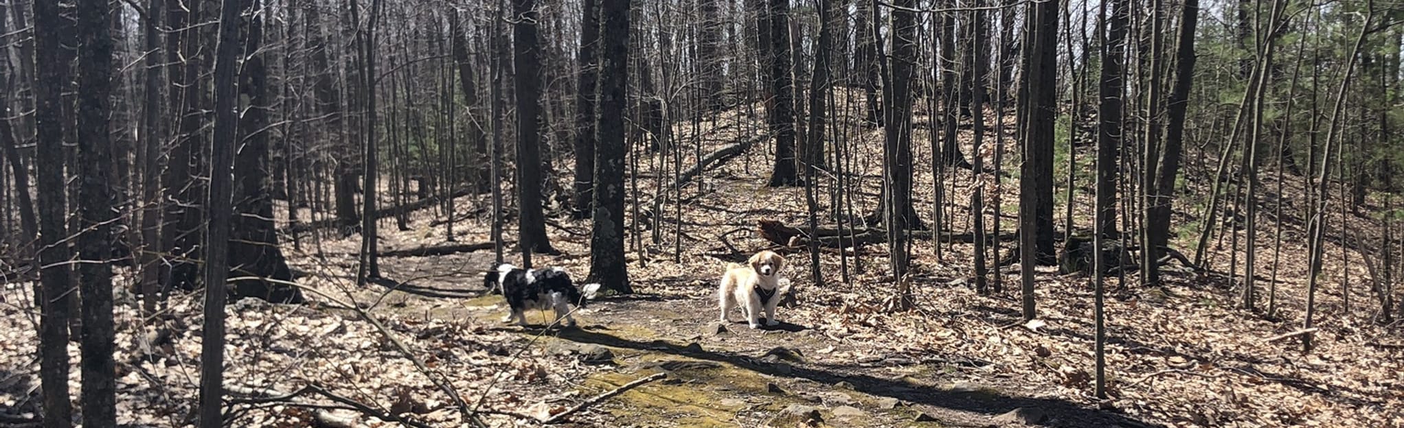 East Mountain Wildlife Management Area Loop 86 Reviews, Map Massachusetts AllTrails