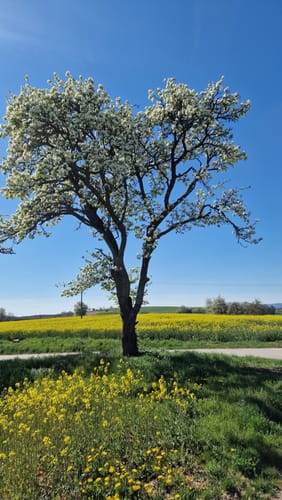 Rundwanderweg Waibstadt 6: Geren-Weg