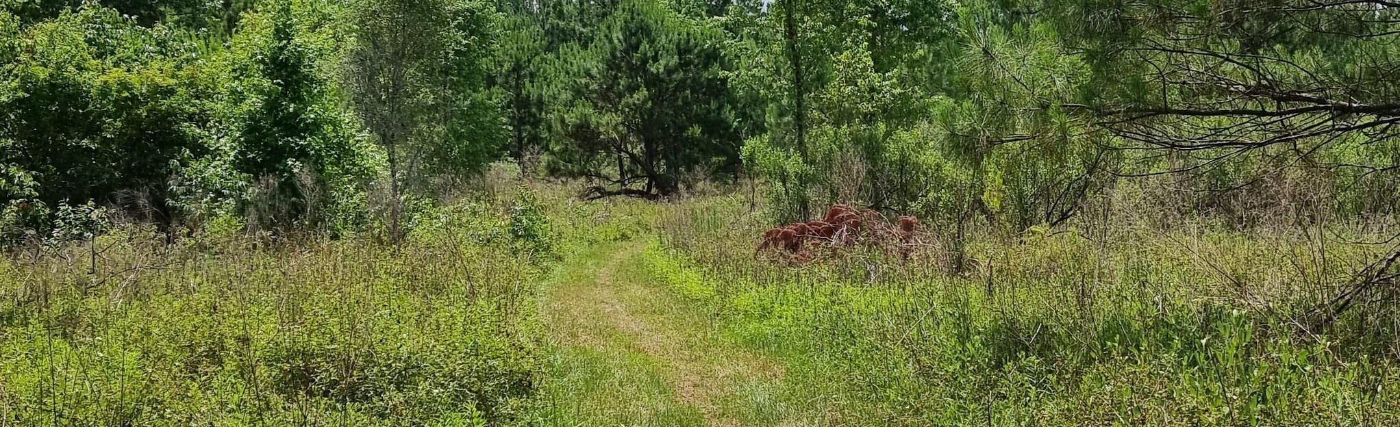 Cellon Trail to Turkey Creek Loop Map, Guide Florida AllTrails