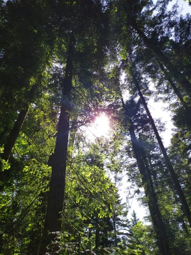 Durch den Wald bei Hänner