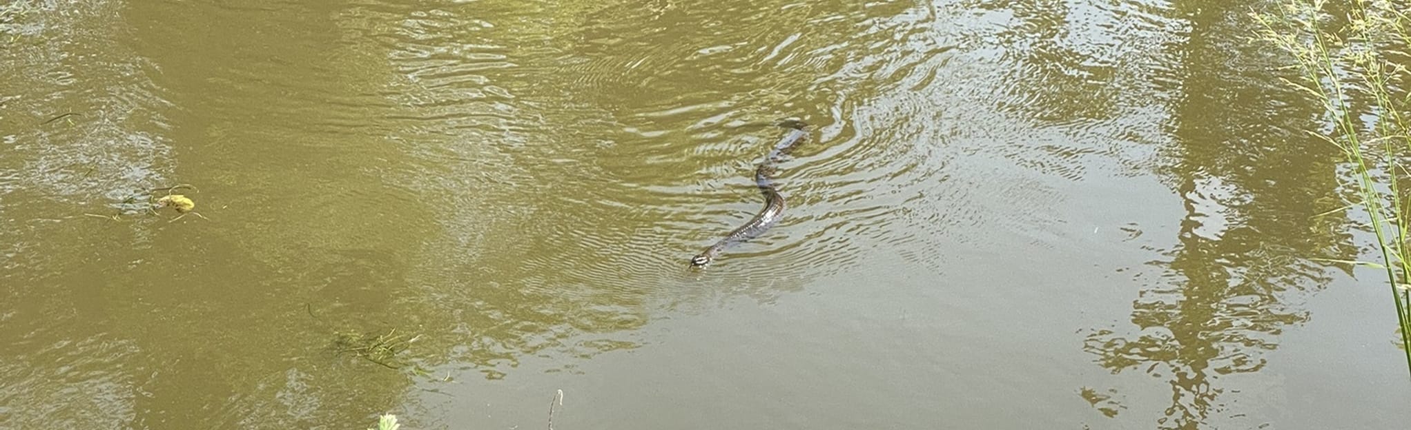 Belvoir Mansion and Fairfax Grave Trail Virginia AllTrails