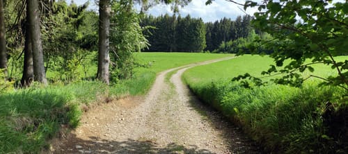 Mammutbaum ab Oberbeuren