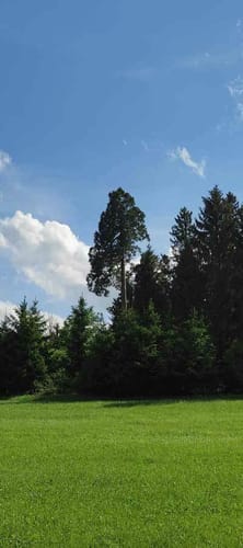 Mammutbaum ab Oberbeuren