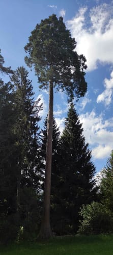Mammutbaum ab Oberbeuren