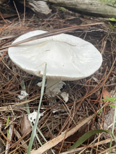 Best Trails in High Ridge Scrub | AllTrails