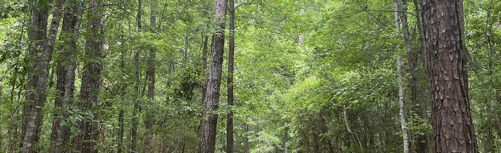 Idle Hour Park Nature Trail 52 Reviews, Map Alabama AllTrails