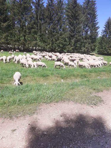 Albschäferweg: Oggenhausen - Zöschingen