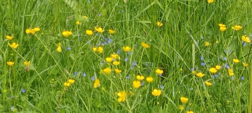 Samerberg von Grainbach über die Käseralm zur Kräuterwiese
