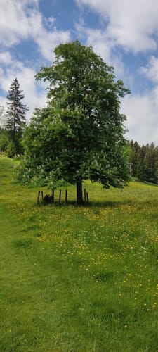 Samerberg von Grainbach über die Käseralm zur Kräuterwiese
