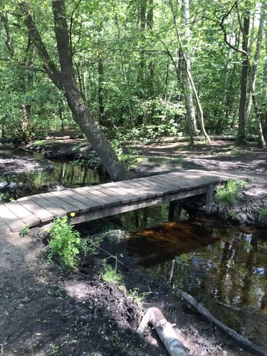 In der Palinger Heide
