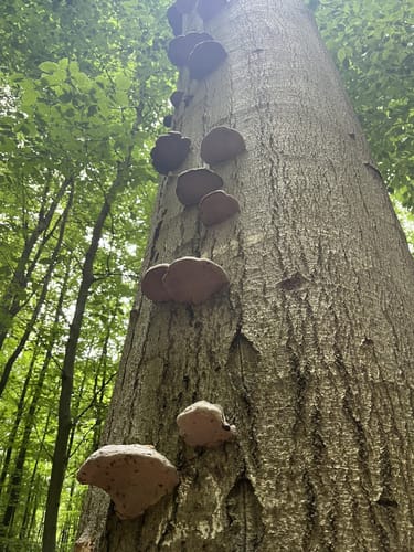 Auf den Hahnheider Berg