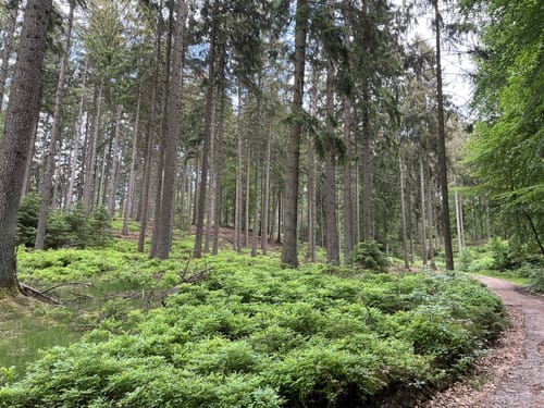 Auf den Hahnheider Berg