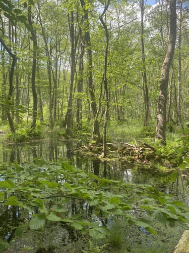 Um den Bachsee
