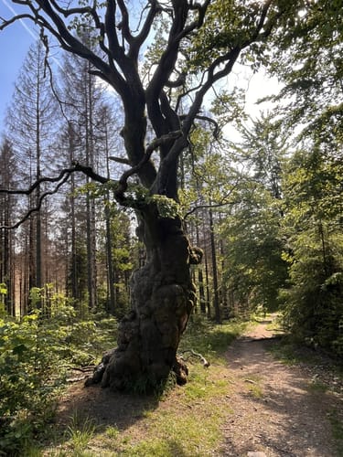 Nordhelle und Südhangweg