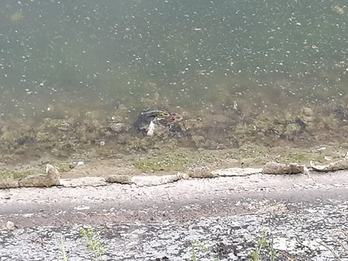 Auf dem Donau-Damm