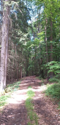 Rundweg Regental (Cu7)
