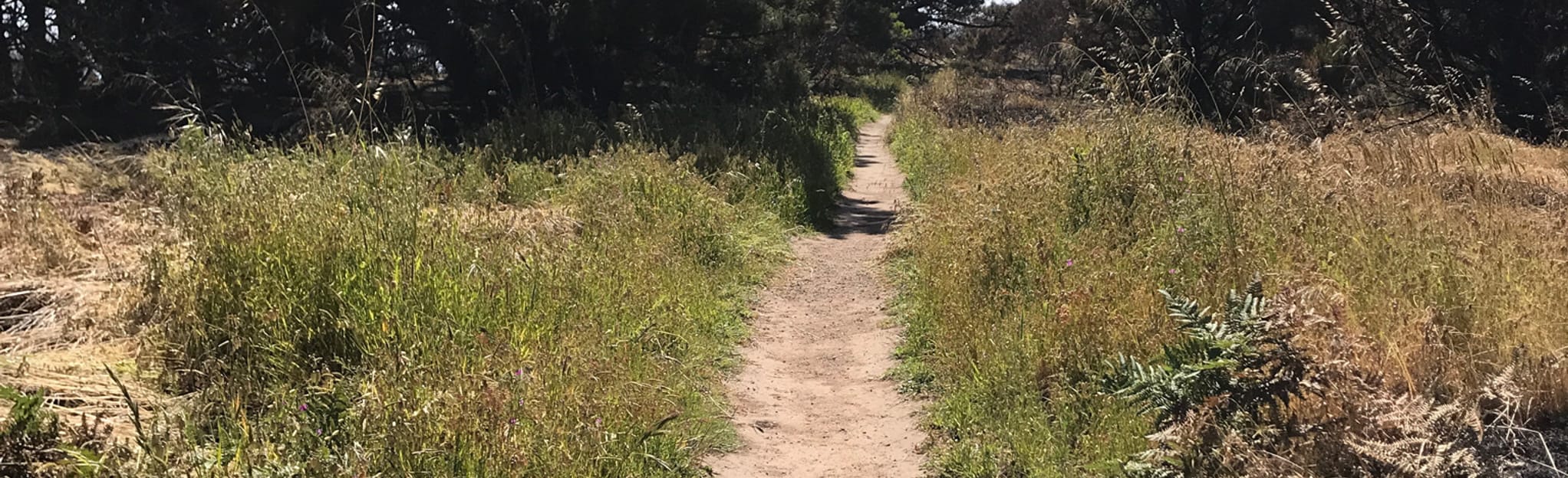 Schooner Gulch & Bowling Ball Beaches, California 175 Reviews, Map