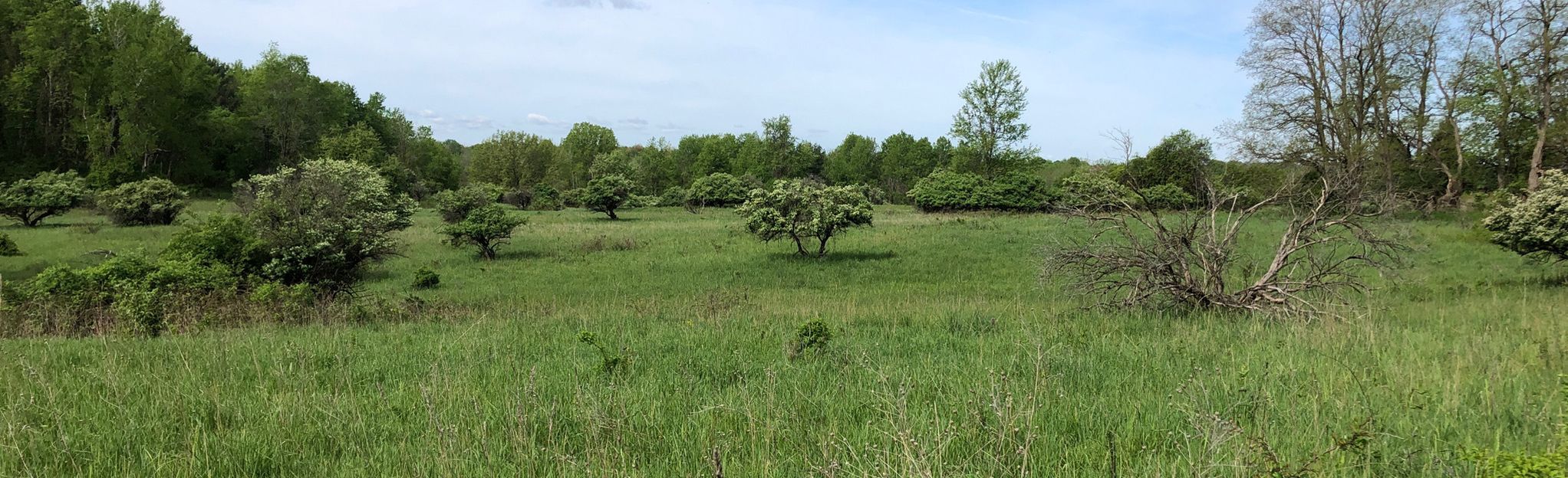 Mendon Ponds Southern Meadow Loop | Map, Guide - New York | AllTrails