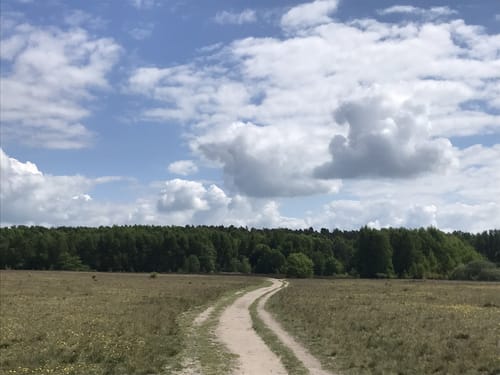 In der Palinger Heide