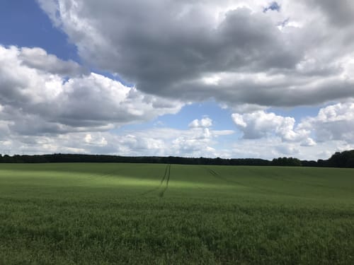 In der Palinger Heide